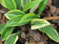 Tiny leaves with irregular variegation